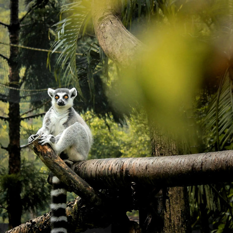 Belleza que siembra vida: por cada compra en SIALBÉ, un árbol crece en México y Madagascar SIALBÉ