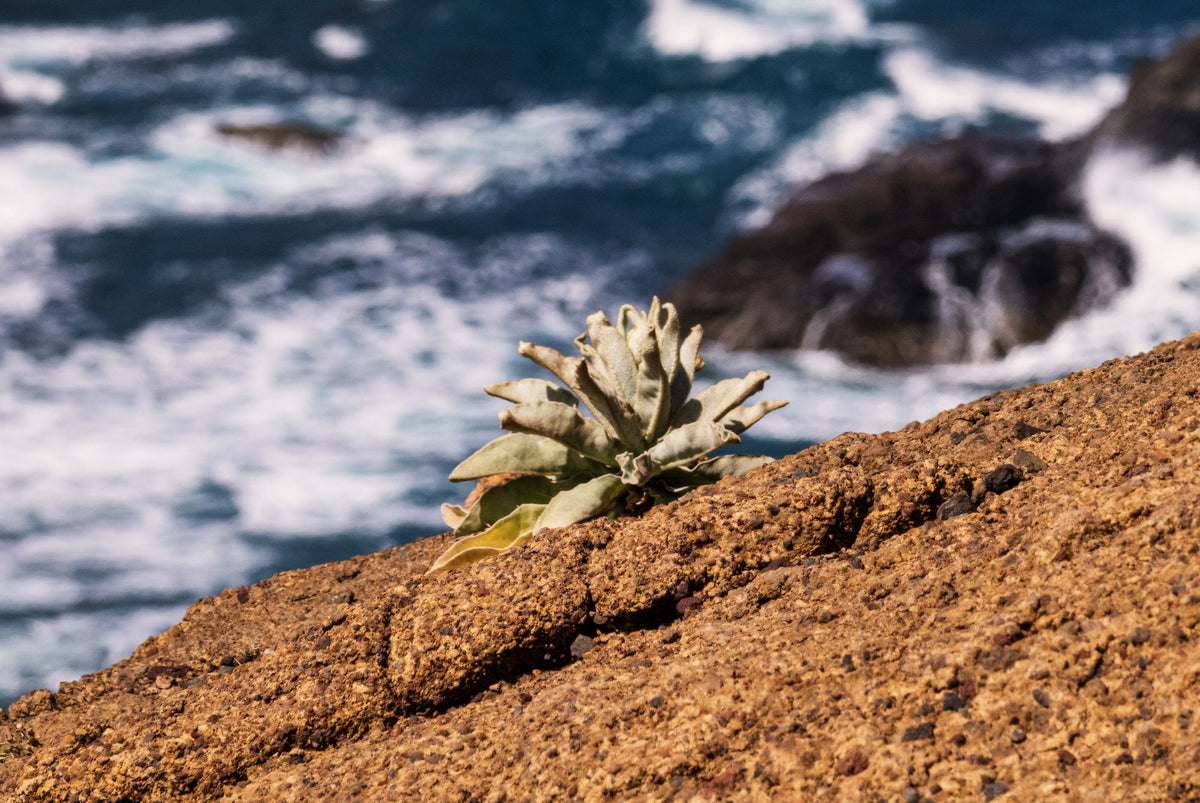 Planta costera de hojas carnosas creciendo sobre roca frente al mar, el tipo de costa donde vive el hinojo marino