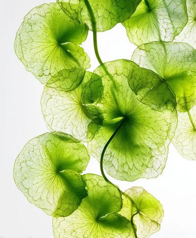 CENTELLA ASIÁTICA