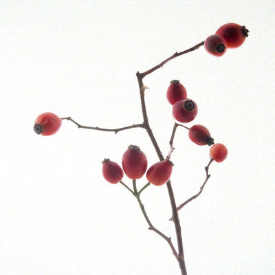 ROSEHIP