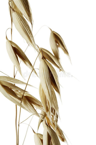 AVENA