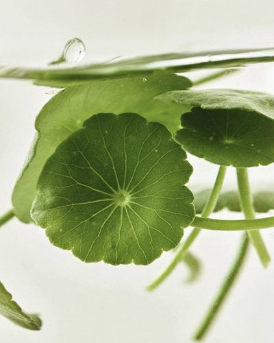 Asian Centella