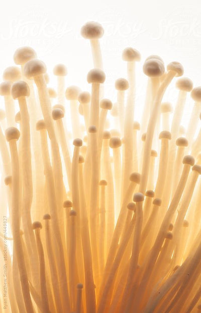 EXTRACTO BOTÁNICO DE HONGO