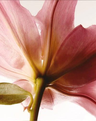 EXTRACTO DE ROSAS