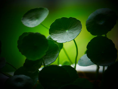 CENTELLA ASIÁTICA