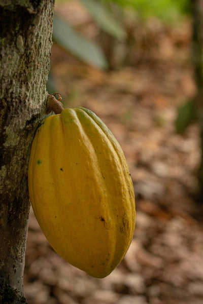 MANTECA DE CACAO