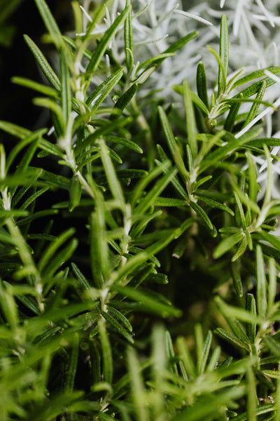 ACEITE DE ROMERO