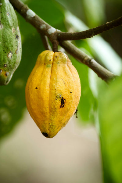 MANTECA DE CACAO