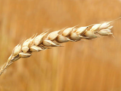 TRICUM VULGARE (TRIGO)