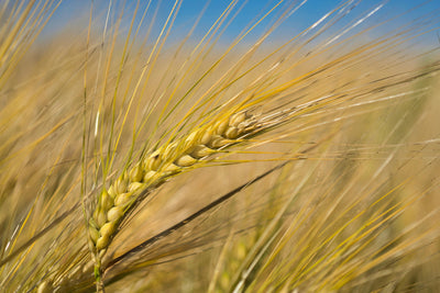 EXTRACTO DE AVENA